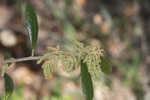 Sand live oak